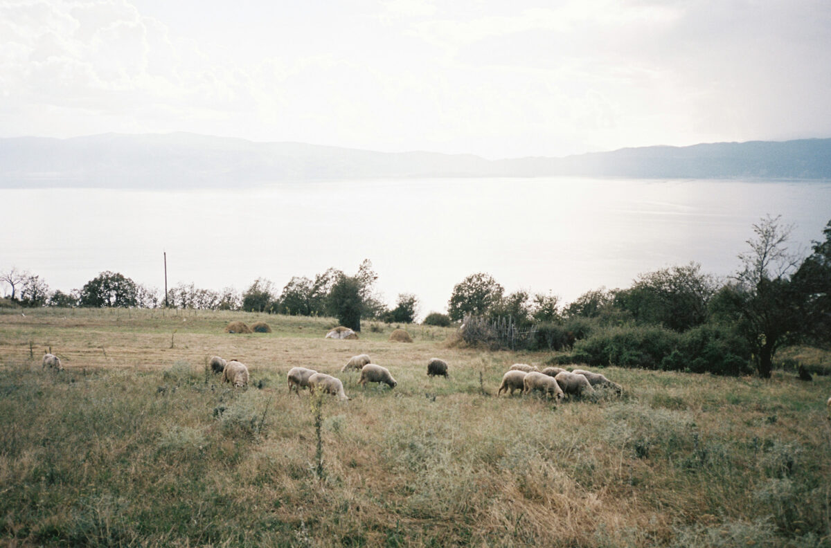 Sheep grazing above Lake Ohrid, North Macedonia